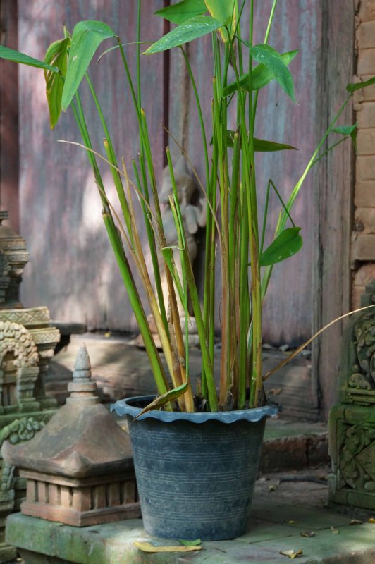 Rustic