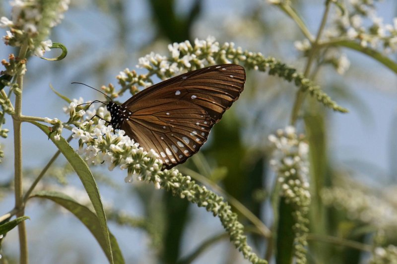Blue-branded Crow Butterfly