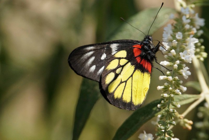 Jezebel Butterfly 