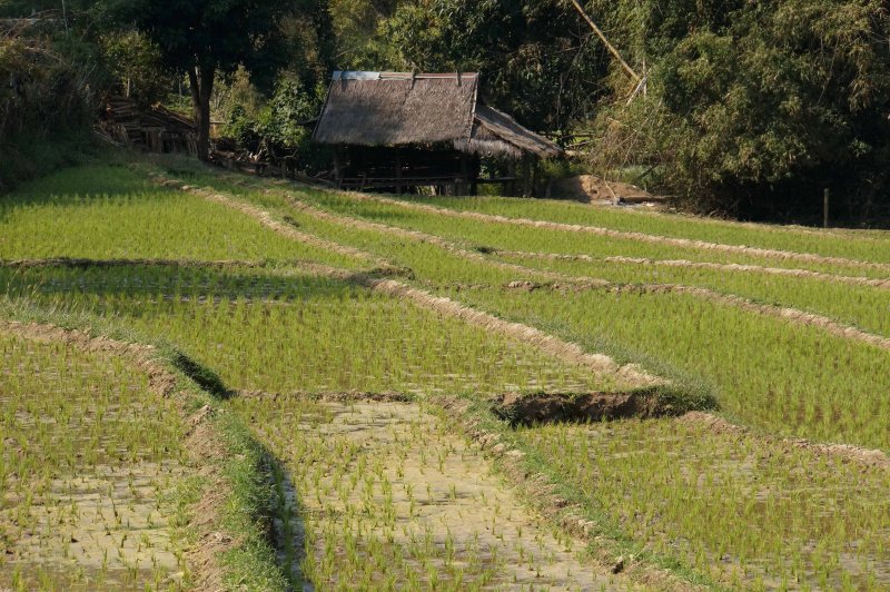 Fields