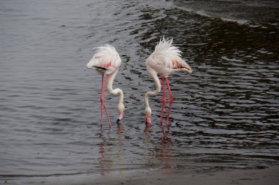 Walvis Bay