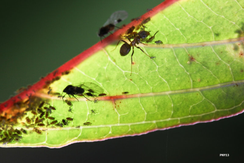 Ants