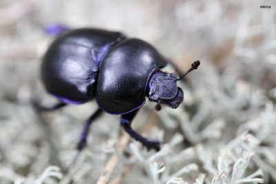 Dung beetle - scarabes bousiers