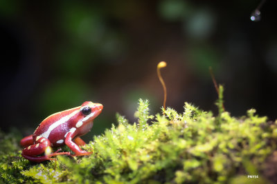 Grenouille epidobate tricolore / red frog