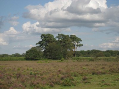 New Forest (Angleterre)