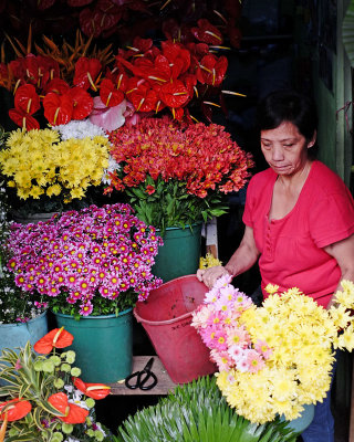 Baguio blooms