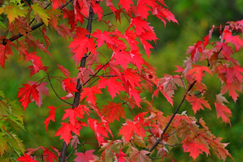 Autumn foliage