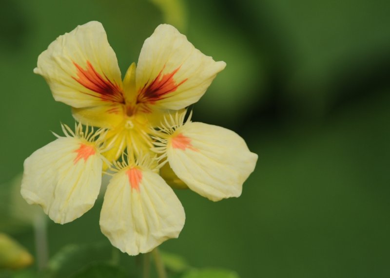 Nasturtium