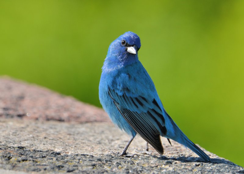 Indigo Bunting