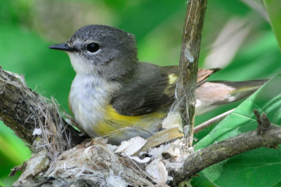 American Redstart on nest