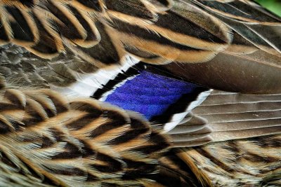 Mallard Feather detail