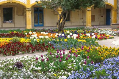 Hospital garden (Inspiration for Van Gogh)