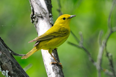 Yellow Warbler