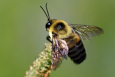 Bee on grass stalk