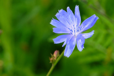 Chicory