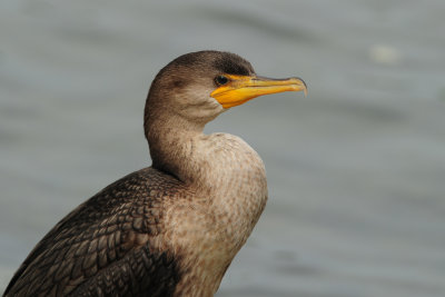 Double-crested Cormorant (Juvenile)