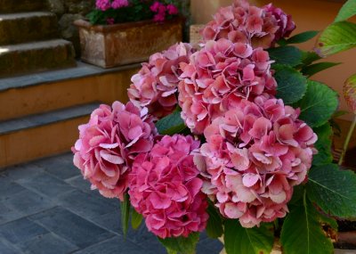 Flower display in Portofino Alcove