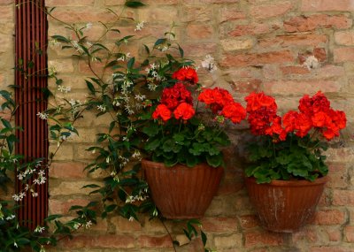 Wall planter display