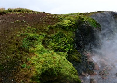 Moss growth near hot thermal water