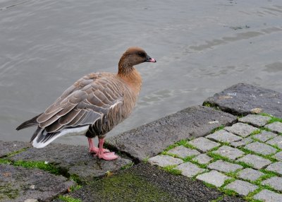 Greylag Goose