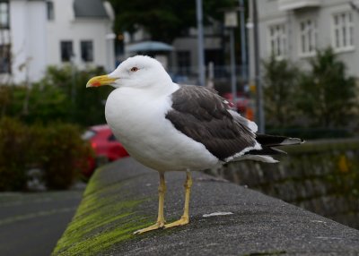 Lesser black-backed Gull