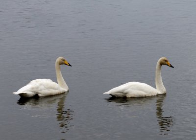 Whopper Swans