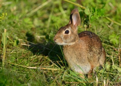 Cotton tail Rabbit in wild parsnip patch