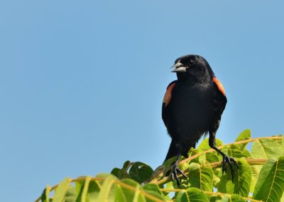 Marsh and Shore Birds