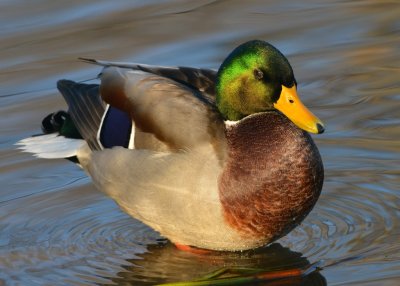 Mallard 