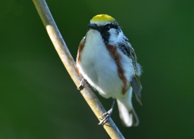 Chestnut sided Warbler