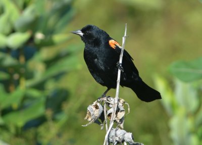 Birds of Eastern North America