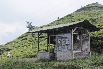 Tea Picking