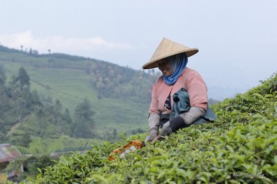 Tea Picking