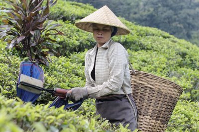 Tea Picking