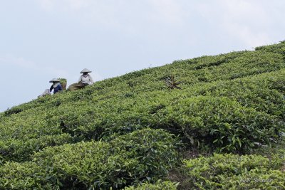 Tea Picking