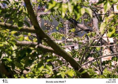 Donde esta Welli? ;-)
Where is Welli? Can you see it?