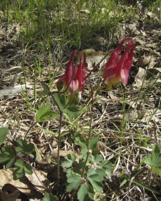 Lots of wild columbine!