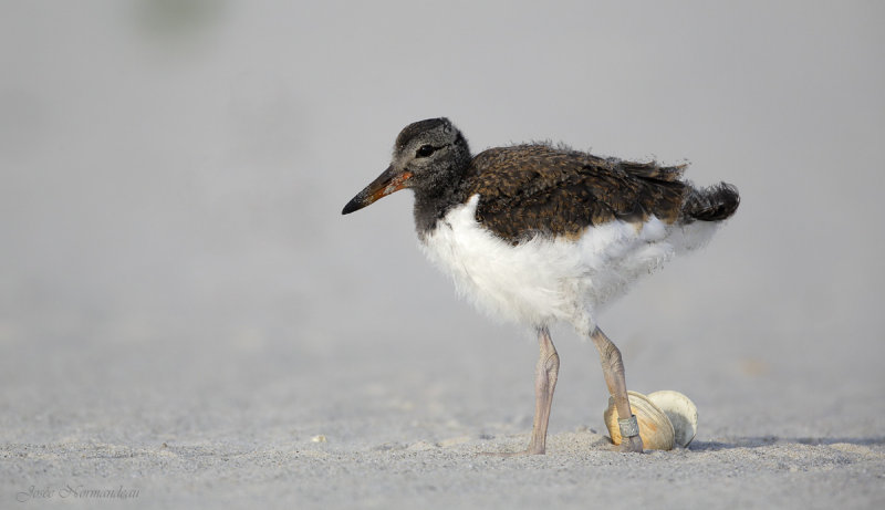 huitrier juvenile2 9626.jpg