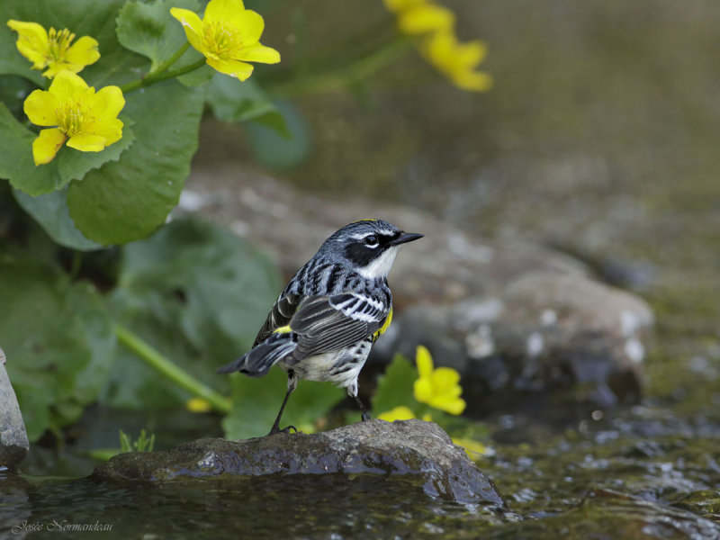 paruline a croupion jaune2 0616.jpg