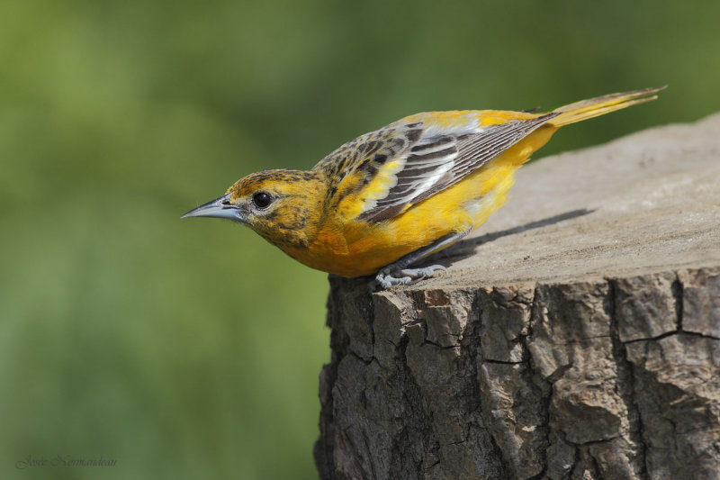 oriole2 1034.jpg