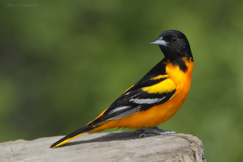 oriole2 1214.jpg