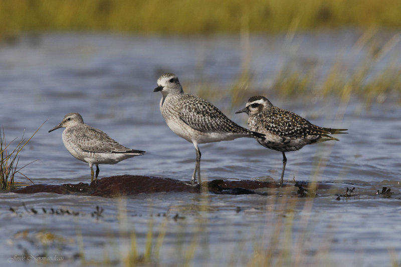 pluviers2 3180.jpg