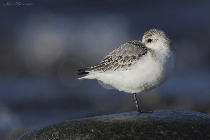 sanderling2 3368.jpg