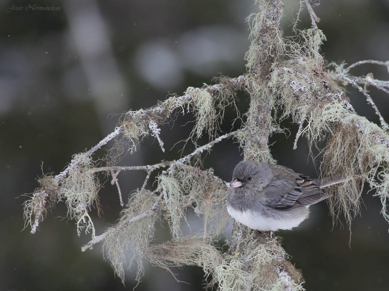 junco2 4868.jpg