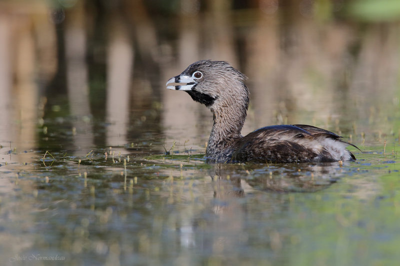 grebe2 5993.jpg