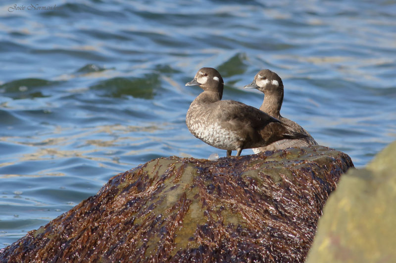 canards harlequin2 8604.jpg