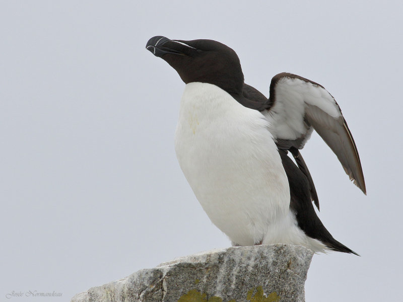 petit pingouin2 8237.jpg