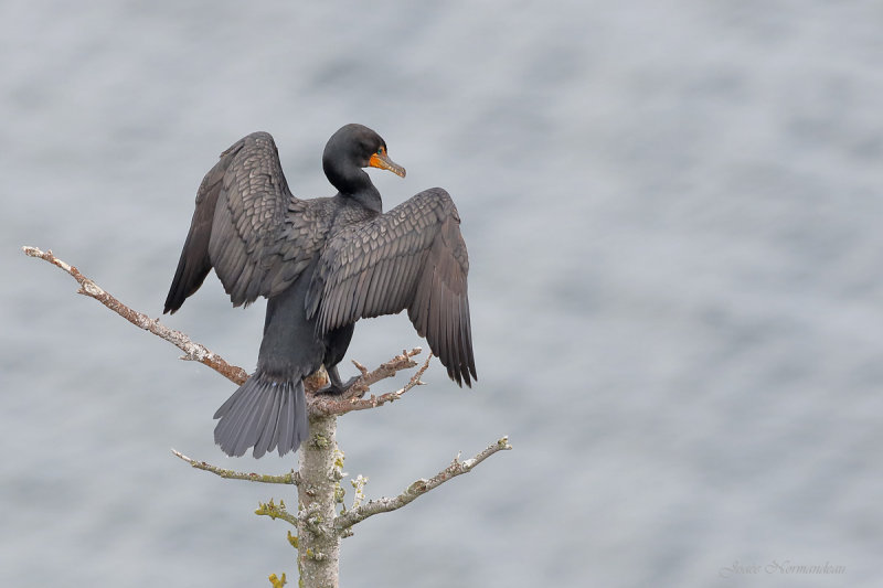 cormorand2 9923.jpg
