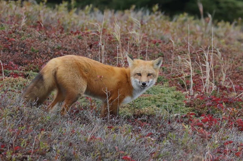 renard2 3817.jpg