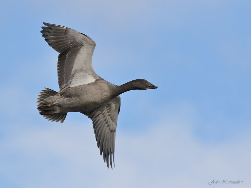 oie bleue2 4031.jpg